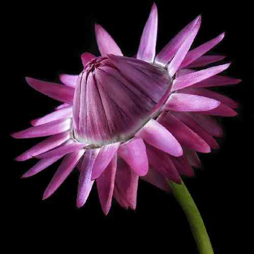 صالح بهمنش من بچه ای سیستانم اما توی گرگانم